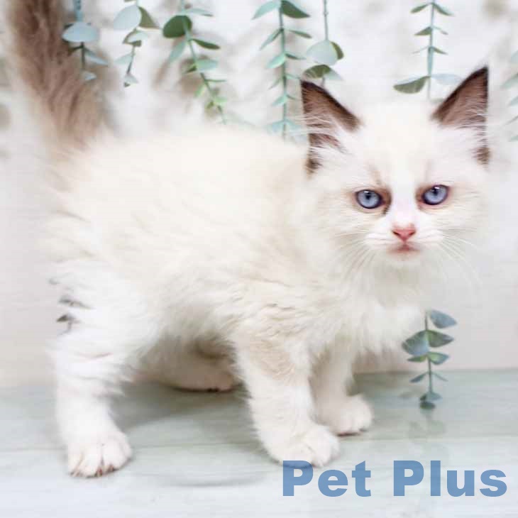 大阪府のラグドール (ペットプラス 四條畷店/2025年9月10日生まれ/女の子/シールポイントバイカラー)の子猫の1枚目の画像
