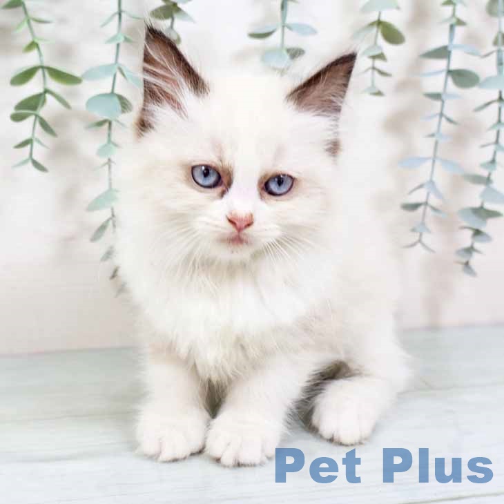 大阪府のラグドール (ペットプラス 四條畷店/2025年9月10日生まれ/女の子/シールポイントバイカラー)の子猫の2枚目の画像