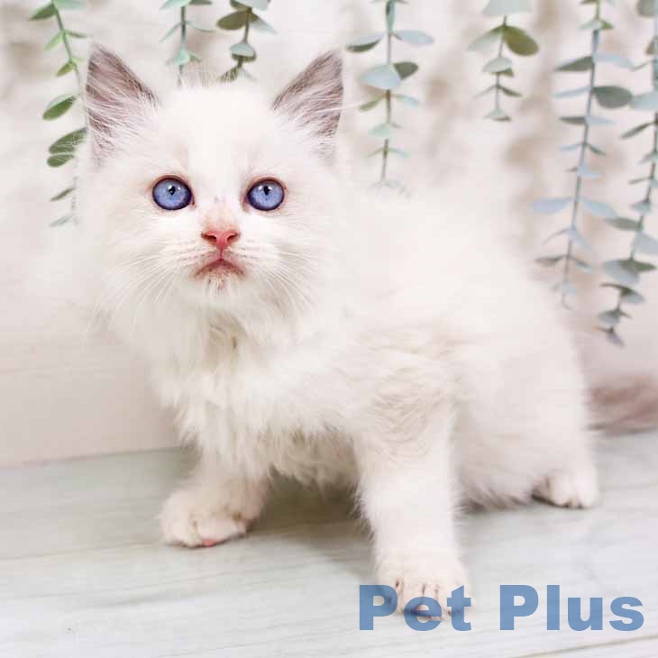 ラグドールの写真2