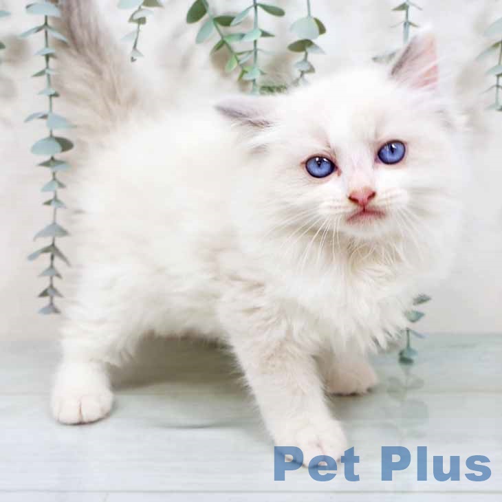 兵庫県のラグドール (ペットプラス 神戸三宮店/2025年9月10日生まれ/男の子/ブルーポイントバイカラー)の子猫の1枚目の画像