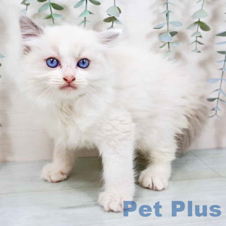 兵庫県のラグドール (ペットプラス 神戸三宮店/2025年9月10日生まれ/男の子/ブルーポイントバイカラー)の子猫の2枚目の画像