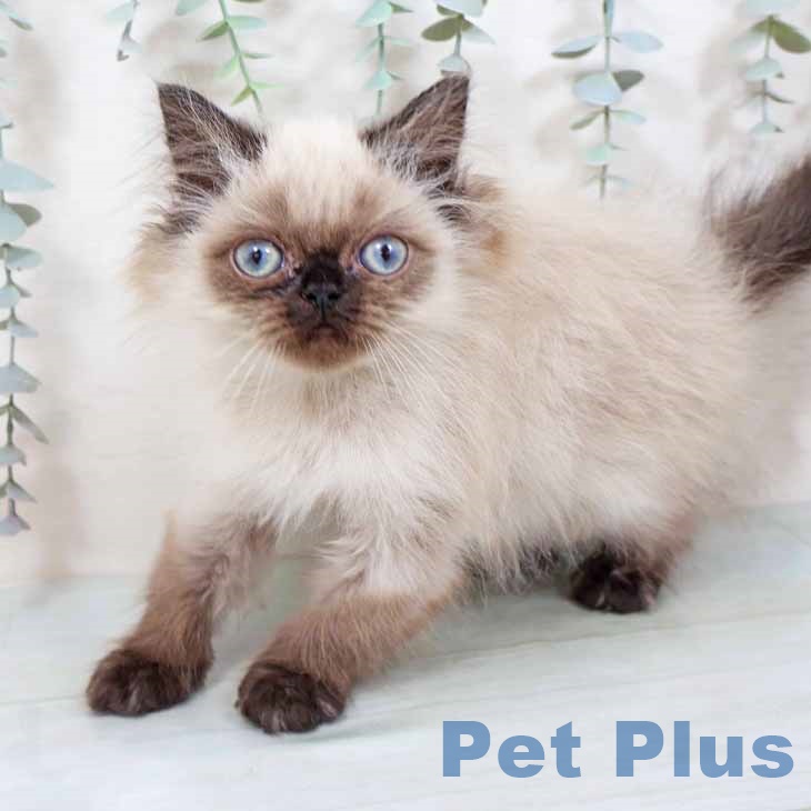 京都府のヒマラヤン (ペットプラス 久御山店/2025年8月27日生まれ/女の子/シールポイント)の子猫の1枚目の画像