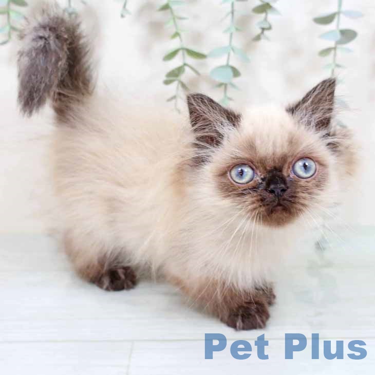 京都府のヒマラヤン (ペットプラス 久御山店/2025年8月27日生まれ/女の子/シールポイント)の子猫の2枚目の画像
