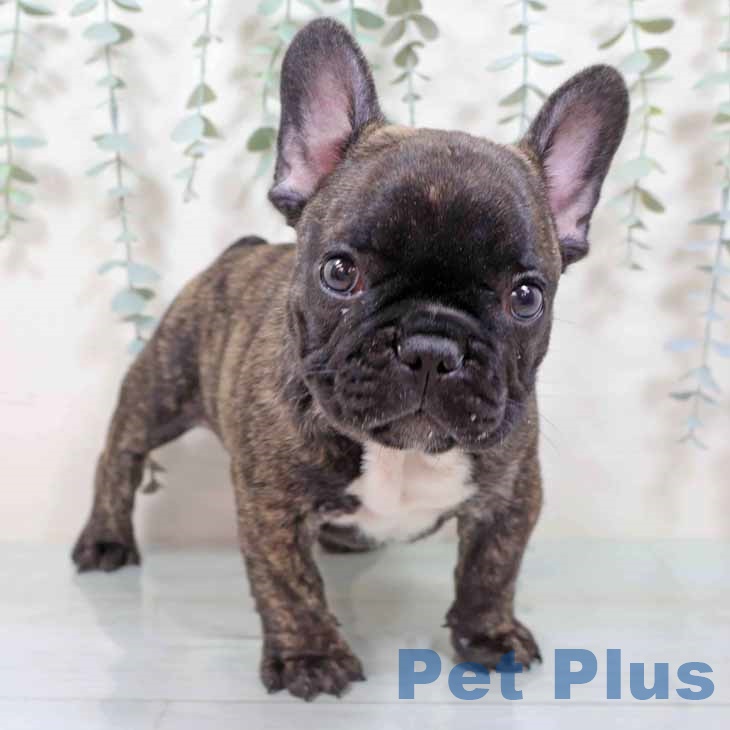 大阪府のフレンチブルドッグ (ペットプラス りんくう泉南店/2025年8月29日生まれ/男の子/ブリンドル)の子犬の1枚目の画像