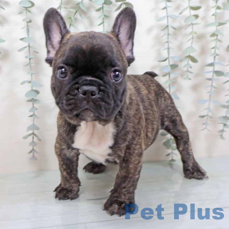 大阪府のフレンチブルドッグ (ペットプラス りんくう泉南店/2025年8月29日生まれ/男の子/ブリンドル)の子犬の2枚目の画像