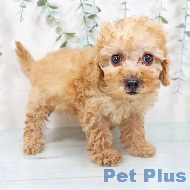 大阪府のトイプードル(トイ) (ペットプラス 四條畷店/2025年8月30日生まれ/女の子/アプリコット)の子犬の1枚目の画像