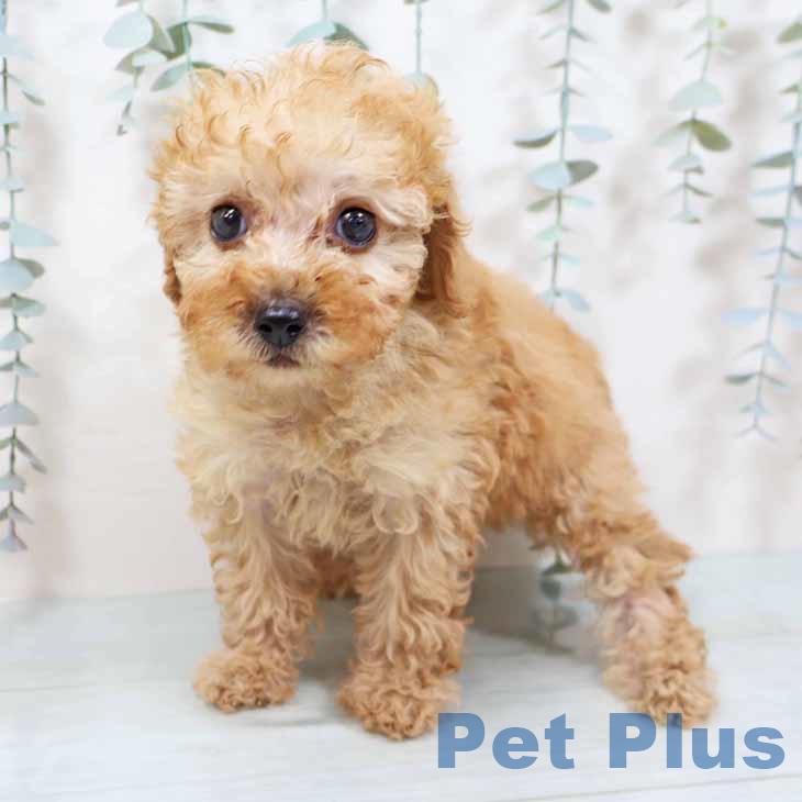 大阪府のトイプードル(トイ) (ペットプラス 四條畷店/2025年8月30日生まれ/女の子/アプリコット)の子犬の2枚目の画像