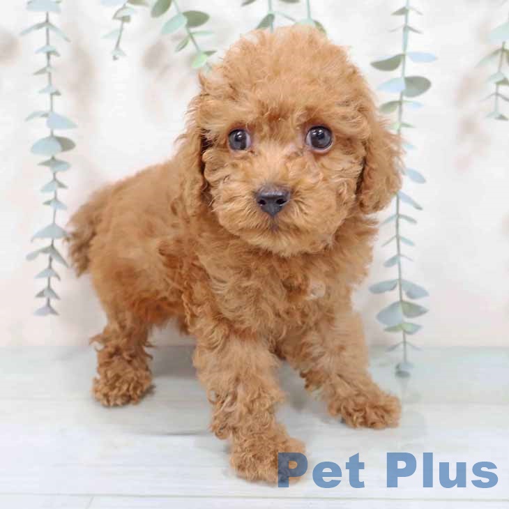 奈良県のトイプードル(トイ) (ペットプラス 大和郡山店/2025年9月2日生まれ/男の子/レッド)の子犬の1枚目の画像