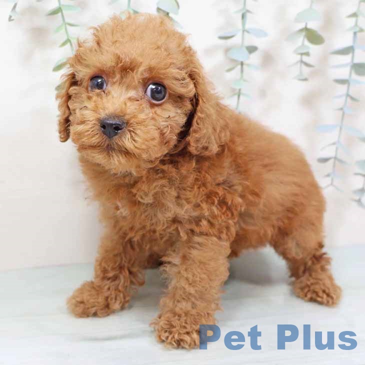 奈良県のトイプードル(トイ) (ペットプラス 大和郡山店/2025年9月2日生まれ/男の子/レッド)の子犬の2枚目の画像