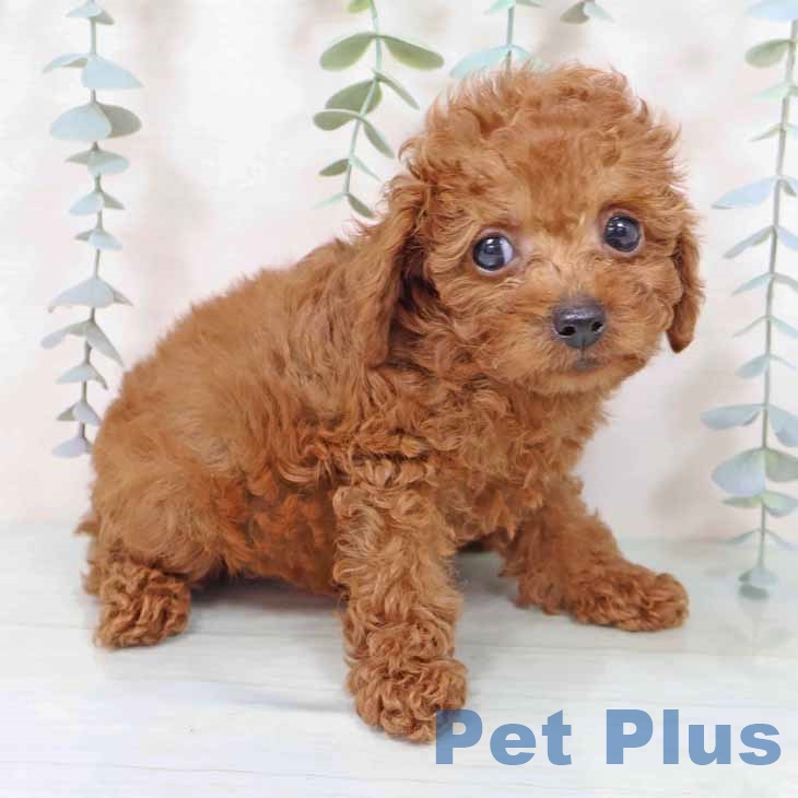 大阪府のトイプードル(トイ) (ペットプラス イオン大日店/2025年9月2日生まれ/男の子/レッド)の子犬の1枚目の画像