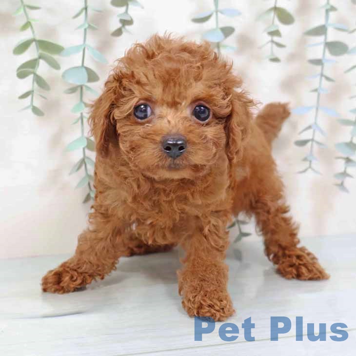 大阪府のトイプードル(トイ) (ペットプラス イオン大日店/2025年9月2日生まれ/男の子/レッド)の子犬の2枚目の画像
