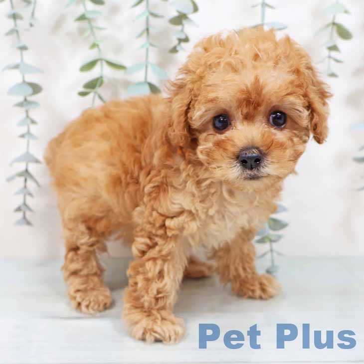 トイ・プードル