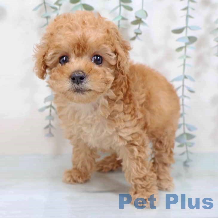 トイ・プードル