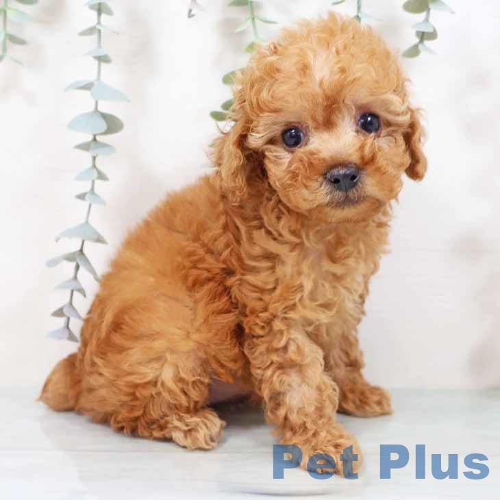 トイ・プードル