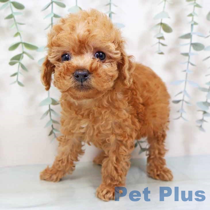 トイ・プードルの写真2