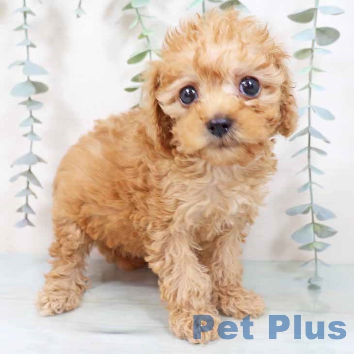 トイ・プードル