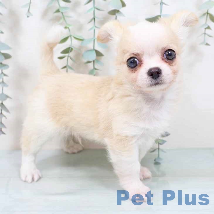 兵庫県のチワワ(ロング) (ペットプラス 神戸三宮店/2025年9月9日生まれ/男の子/クリームホワイト)の子犬の1枚目の画像