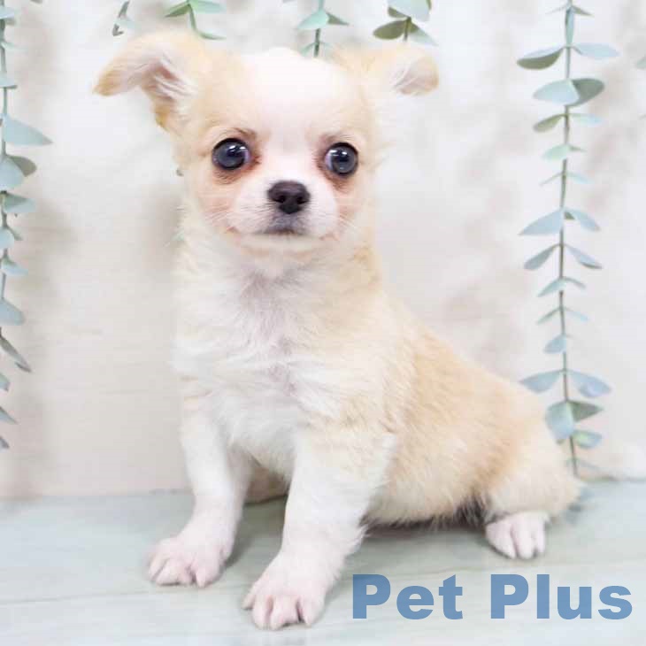 兵庫県のチワワ(ロング) (ペットプラス 神戸三宮店/2025年9月9日生まれ/男の子/クリームホワイト)の子犬の2枚目の画像