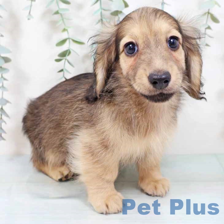 大阪府のミニチュアダックスフンド(ロング) (ペットプラス 松原店/2025年9月10日生まれ/男の子/シェーデットイエロー)の子犬の1枚目の画像