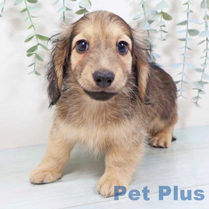 大阪府のミニチュアダックスフンド(ロング) (ペットプラス 松原店/2025年9月10日生まれ/男の子/シェーデットイエロー)の子犬の2枚目の画像