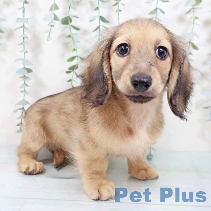 京都府のミニチュアダックスフンド(ロング) (ペットプラス イオンモールKYOTO店/2025年9月10日生まれ/男の子/シェーデットイエロー)の子犬の1枚目の画像