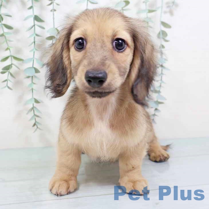 京都府のミニチュアダックスフンド(ロング) (ペットプラス イオンモールKYOTO店/2025年9月10日生まれ/男の子/シェーデットイエロー)の子犬の2枚目の画像