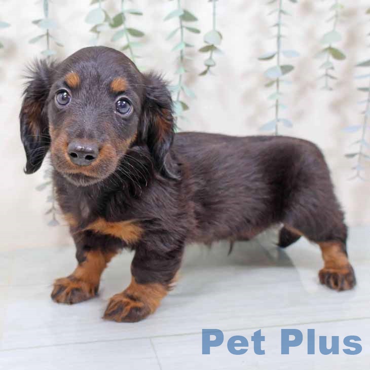 カニーンヘン・ダックスフンド