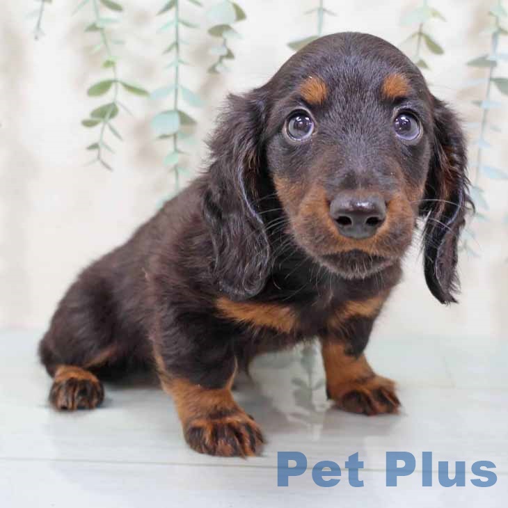 カニーンヘン・ダックスフンドの写真2