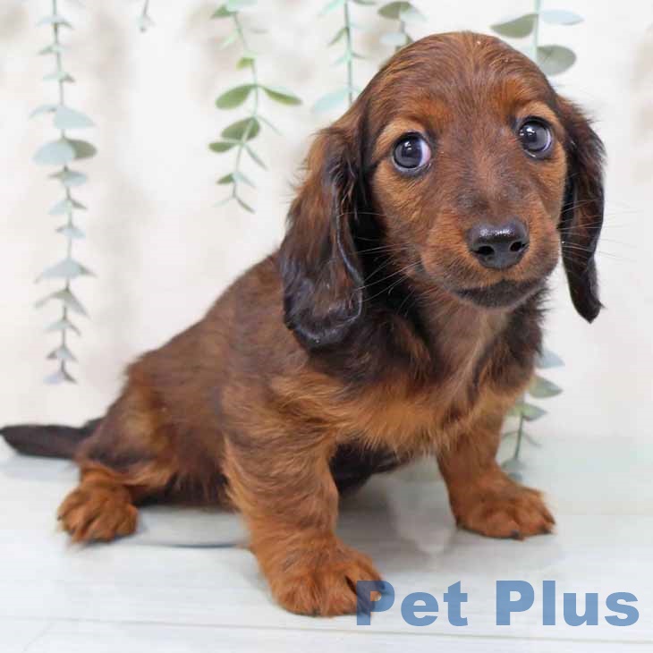 カニーンヘン・ダックスフンド