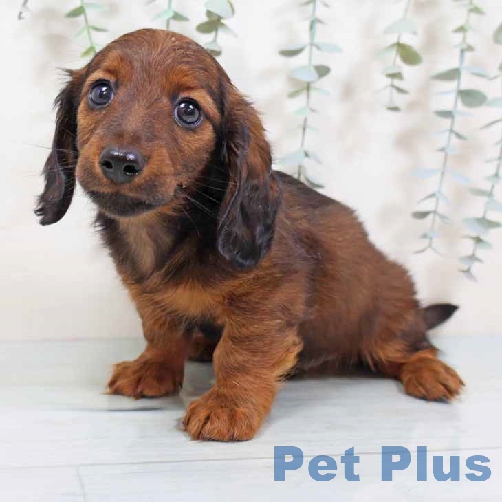 カニーンヘン・ダックスフンド