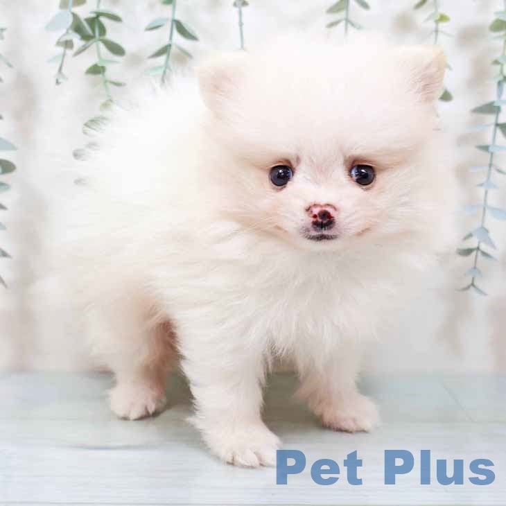 大阪府のポメラニアン (ペットプラス 松原店/2025年9月10日生まれ/男の子/クリーム)の子犬の1枚目の画像