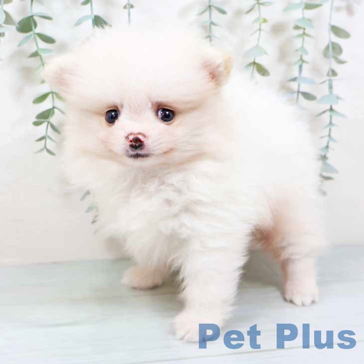 大阪府のポメラニアン (ペットプラス 松原店/2025年9月10日生まれ/男の子/クリーム)の子犬の2枚目の画像