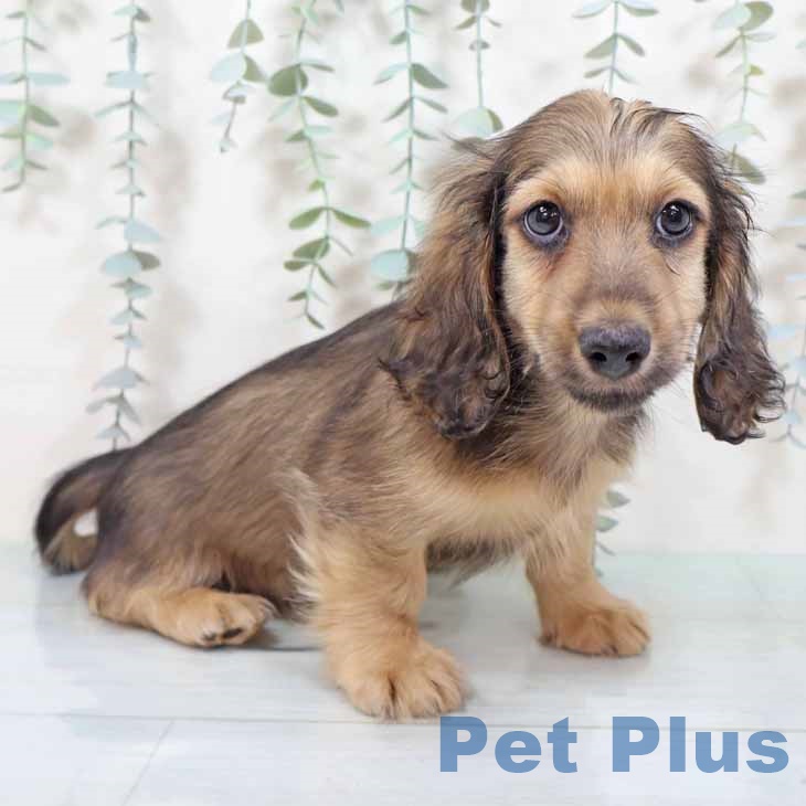 カニーンヘン・ダックスフンド