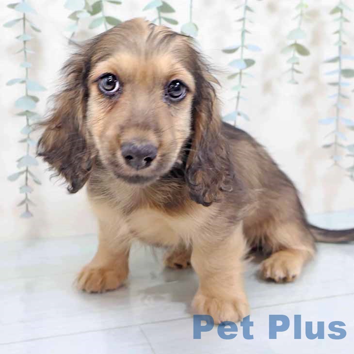 カニーンヘン・ダックスフンド