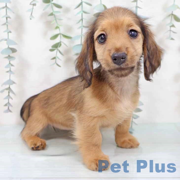 カニーンヘン・ダックスフンド