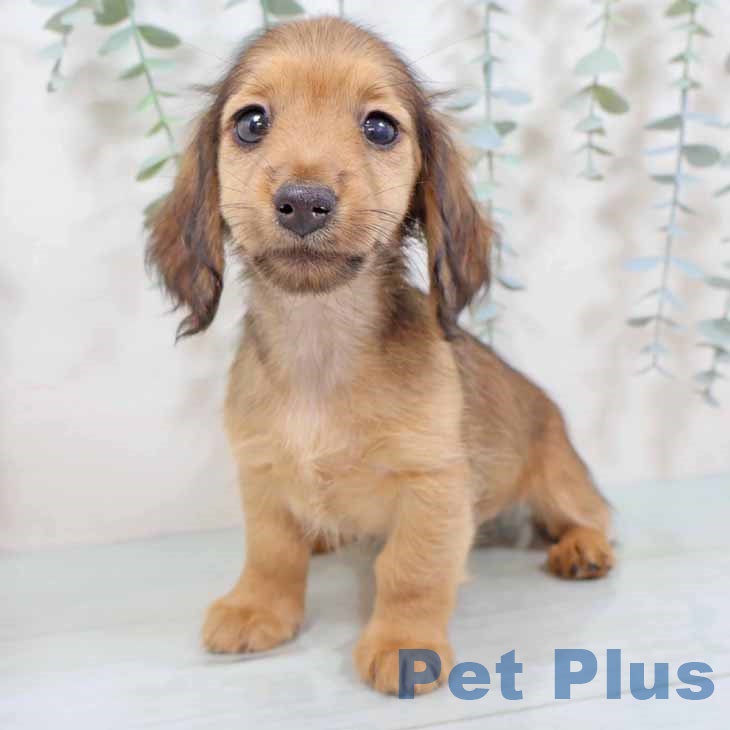 カニーンヘン・ダックスフンド