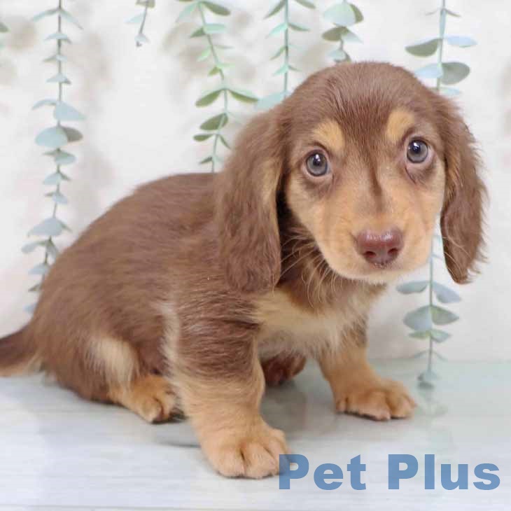 ミニチュア・ダックスフンド