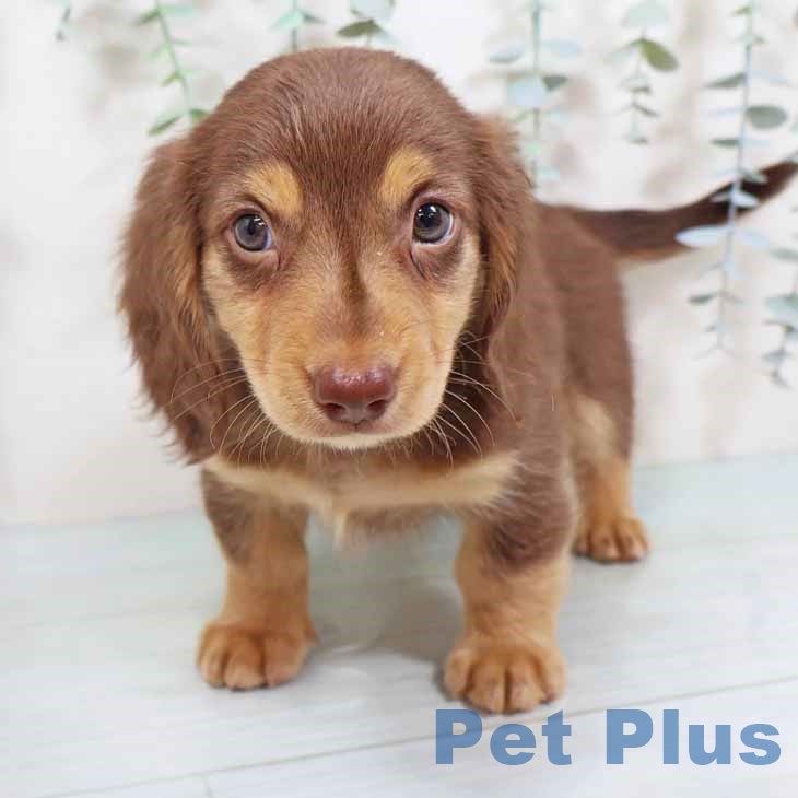 ミニチュア・ダックスフンド