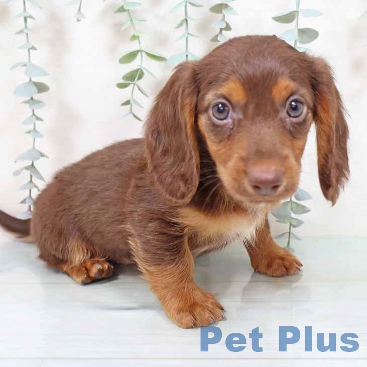 大阪府のミニチュアダックスフンド(ロング) (ペットプラス イオン大日店/2025年9月10日生まれ/男の子/ブラウンタン)の子犬の1枚目の画像