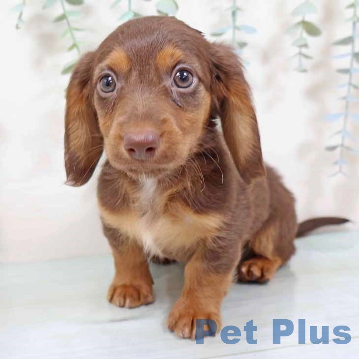 大阪府のミニチュアダックスフンド(ロング) (ペットプラス イオン大日店/2025年9月10日生まれ/男の子/ブラウンタン)の子犬の2枚目の画像