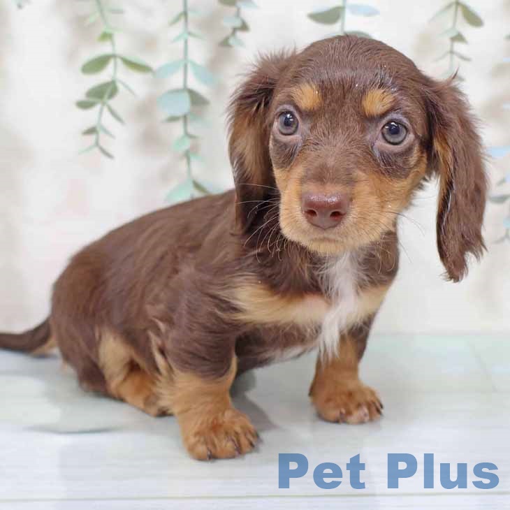 奈良県のミニチュアダックスフンド(ロング) (ペットプラス 大和郡山店/2025年9月10日生まれ/女の子/ブラウンタン)の子犬の1枚目の画像