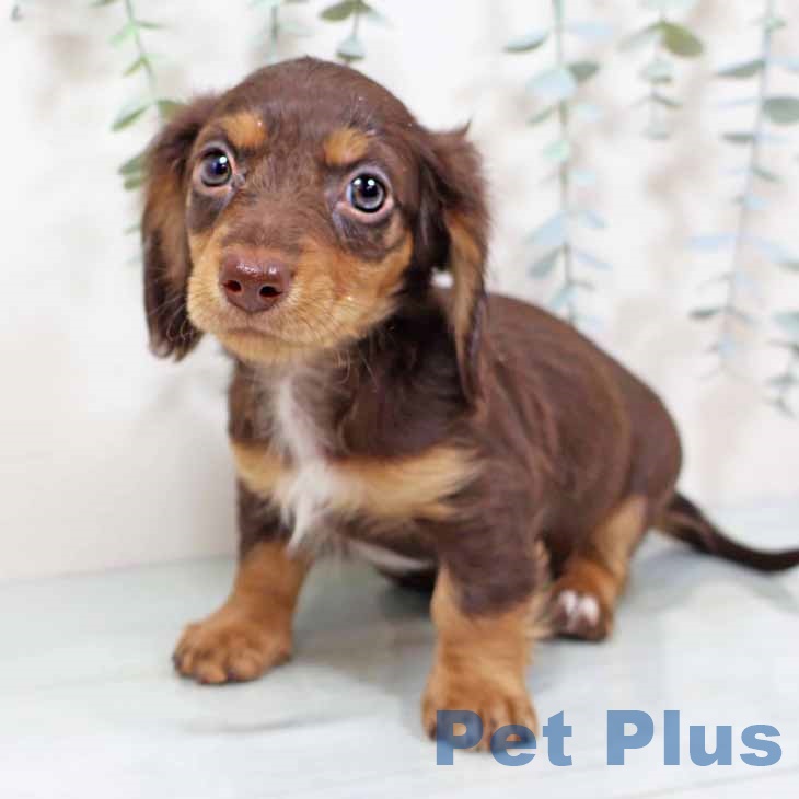 奈良県のミニチュアダックスフンド(ロング) (ペットプラス 大和郡山店/2025年9月10日生まれ/女の子/ブラウンタン)の子犬の2枚目の画像