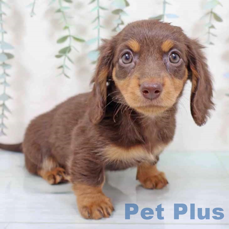 兵庫県のミニチュアダックスフンド(ロング) (ペットプラス 明石店/2025年9月10日生まれ/女の子/ブラウンタン)の子犬の1枚目の画像