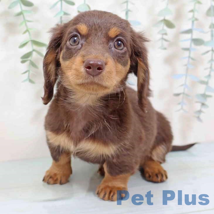 兵庫県のミニチュアダックスフンド(ロング) (ペットプラス 明石店/2025年9月10日生まれ/女の子/ブラウンタン)の子犬の2枚目の画像