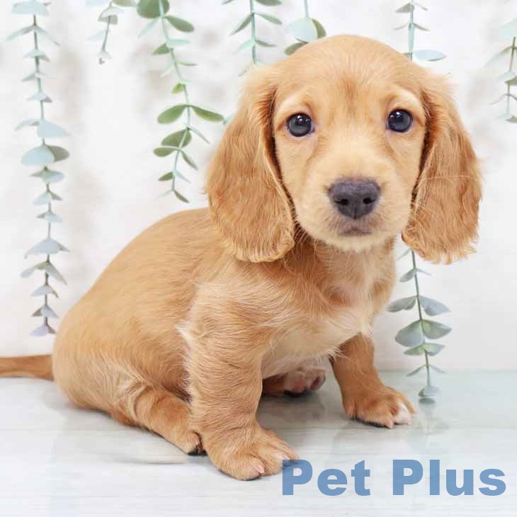 京都府のミニチュアダックスフンド(ロング) (ペットプラス 京都桂川店/2025年9月9日生まれ/男の子/ゴールド)の子犬