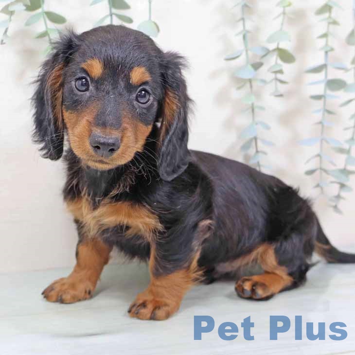 ミニチュア・ダックスフンド