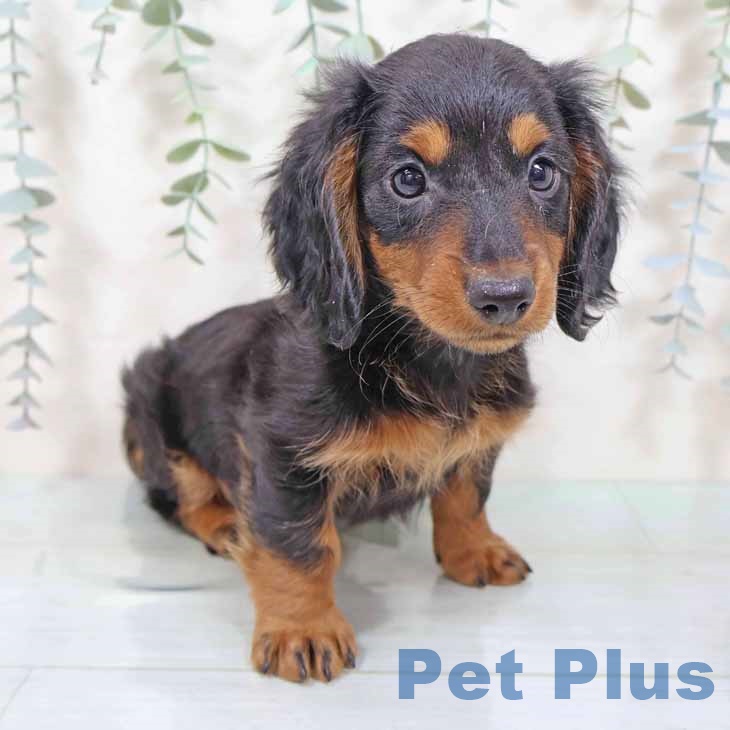 ミニチュア・ダックスフンドの写真2