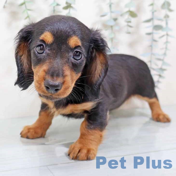 京都府のミニチュアダックスフンド(ロング) (ペットプラス 久御山店/2025年9月9日生まれ/女の子/ブラックタン)の子犬の1枚目の画像