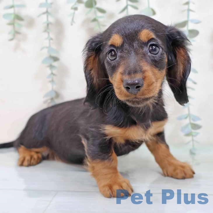 京都府のミニチュアダックスフンド(ロング) (ペットプラス 久御山店/2025年9月9日生まれ/女の子/ブラックタン)の子犬の2枚目の画像