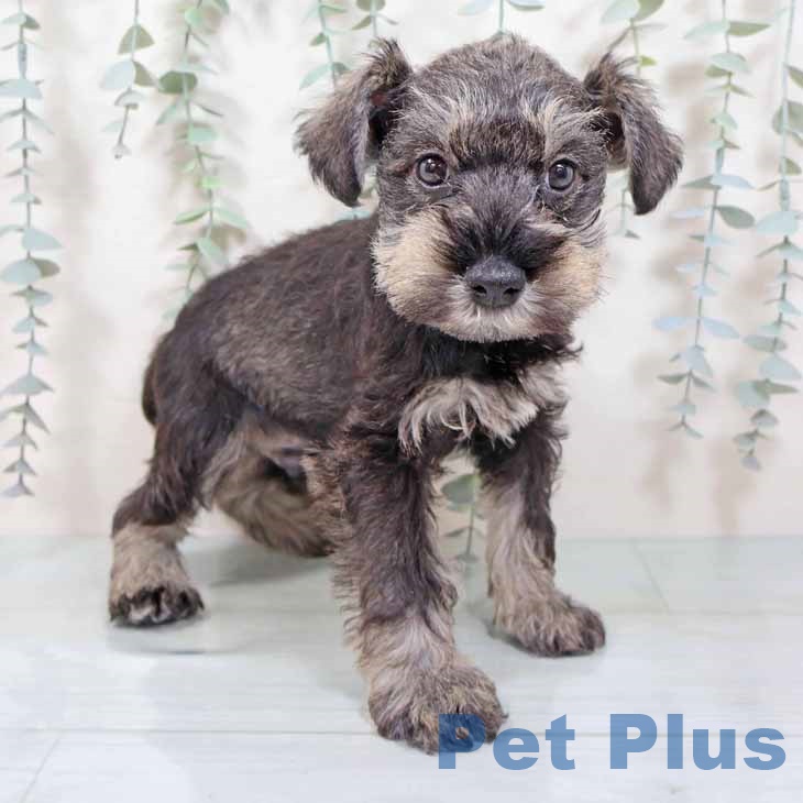 兵庫県のミニチュアシュナウザー (ペットプラス 明石店/2025年9月10日生まれ/男の子/ソルトペッパー)の子犬の1枚目の画像